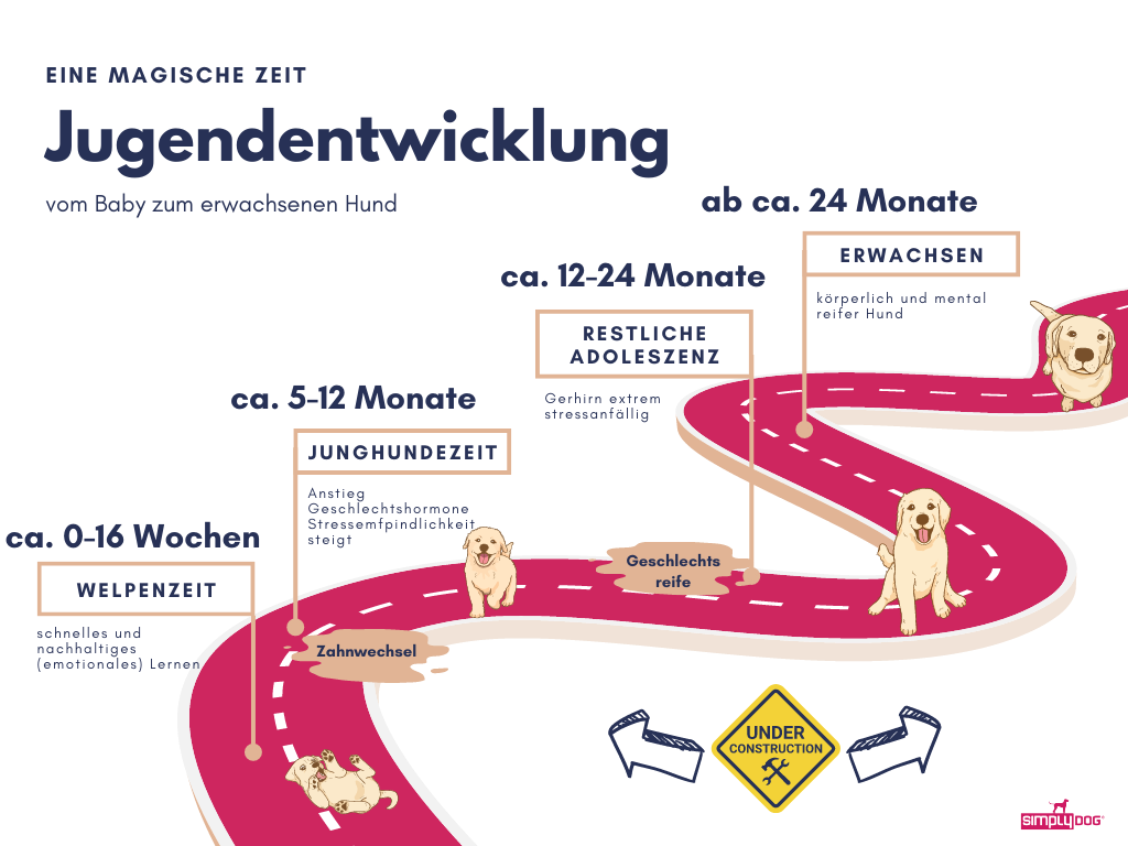 Wie viel Zeit sollte man mit einem Welpen verbringen?